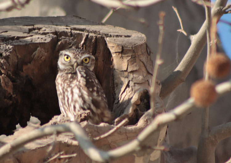 Initiation à l’observation des oiseaux